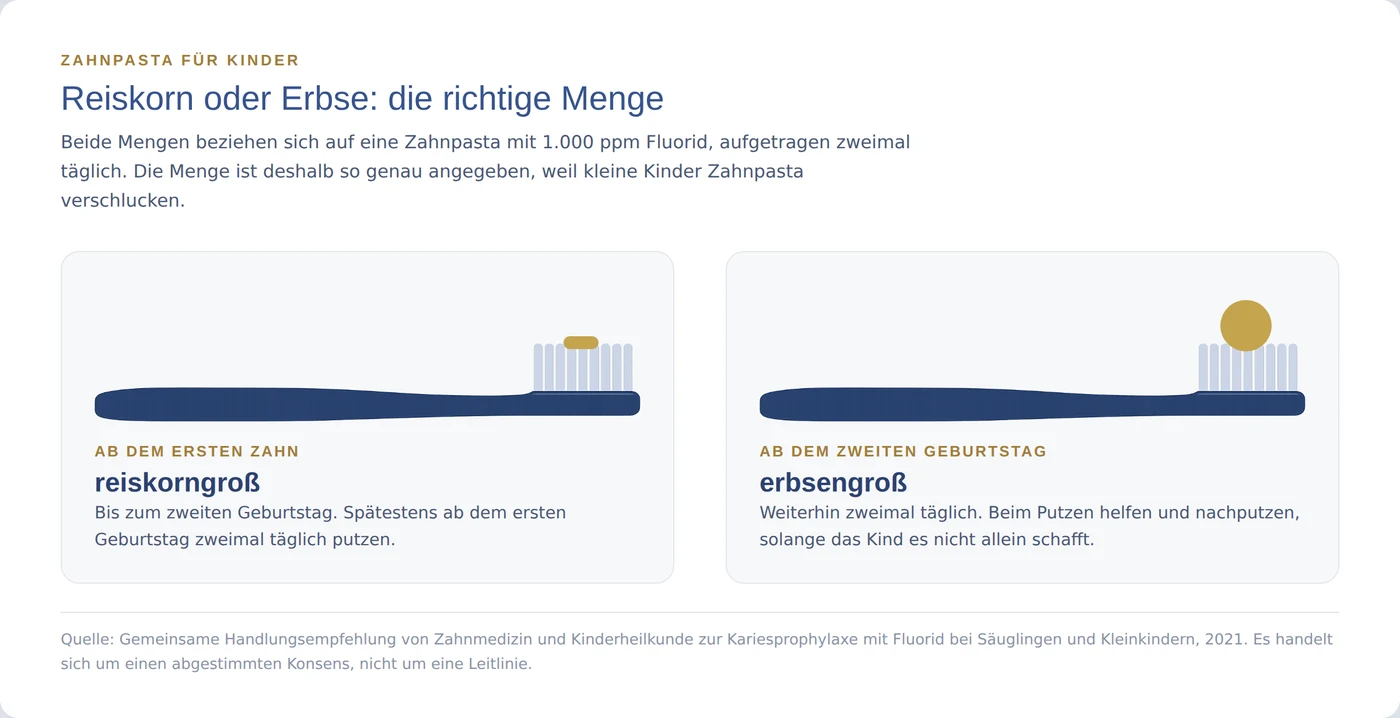 Schaubild: reiskorngroße Menge Zahnpasta ab dem ersten Zahn, erbsengroße Menge ab dem zweiten Geburtstag